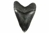 Black, Fossil Megalodon Tooth - South Carolina #182966-2